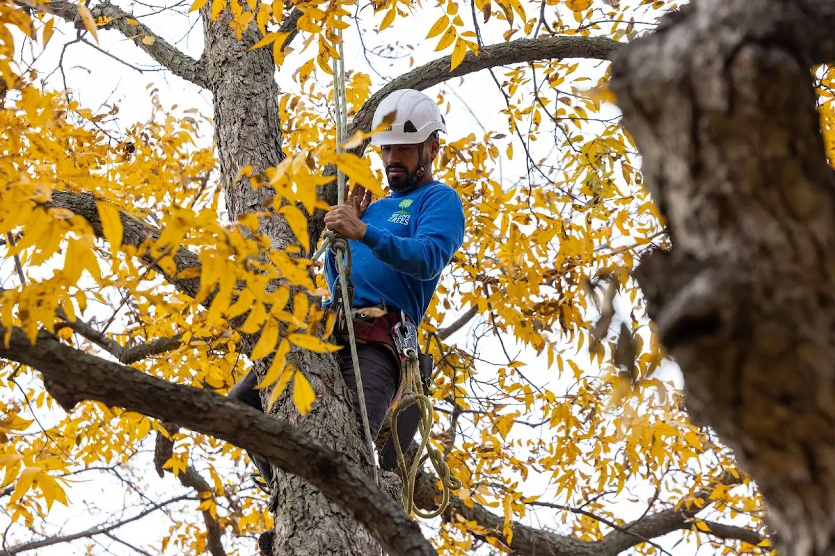 Skilled Tree Pruning crew working in Saxon