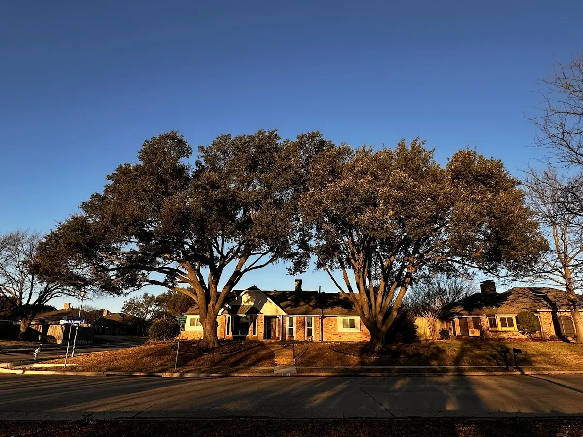 Established residential canopy tree shading a home in Saxon