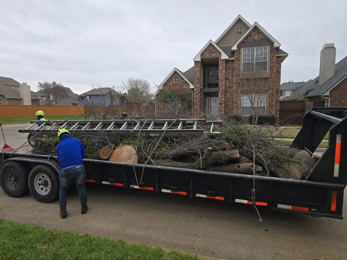 Expert Tree Removal with proper safety equipment in Saxon